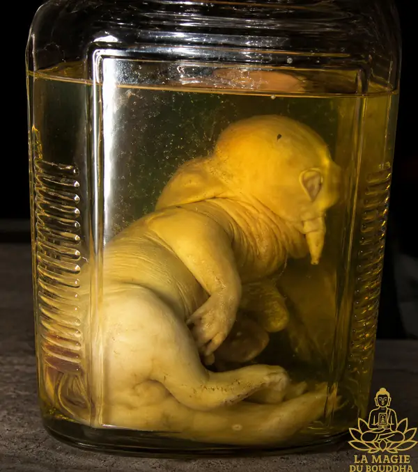 cochon monstrueux