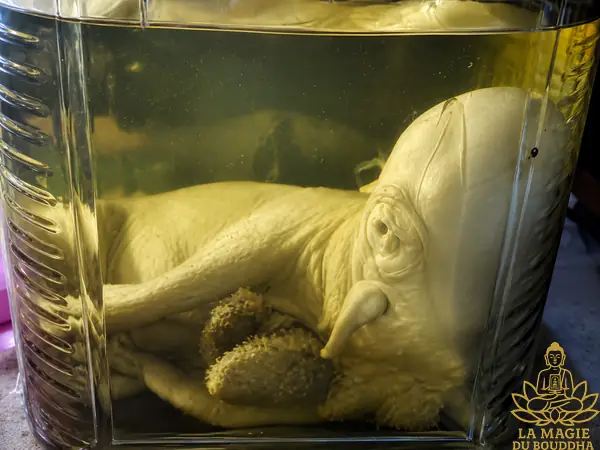 momie de cochon difforme